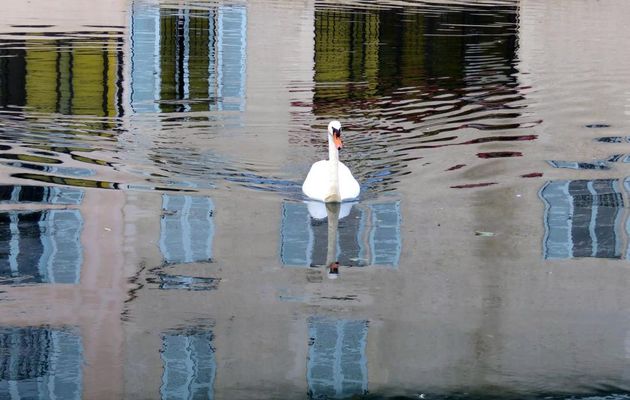 Cygne et Reflets 