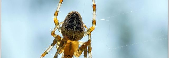 Epeire Diadème (2) - Araneus diadematus