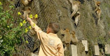 Les singes de retour aux gorges de la Chiffa, près de Blida.