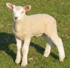 SOMMES NOUS DES MOUTONS ELECTRIQUES ?