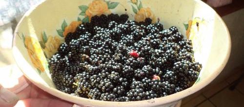 Cueillette aux mûres