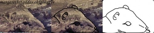 Tête de rat - Head of rat