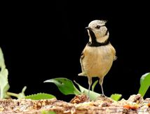 Mésange huppée
