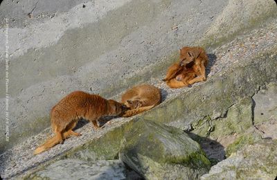 Ménagerie du Jardin des Plantes : Bain de soleil pour les Mangoustes Jaunes