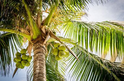 le cocotier  l 'arbre( histoire )