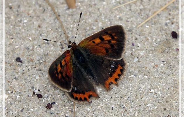 Papillon Cuivré commun (Lycaena phlaeas) - La Couarde-sur-Mer - 17