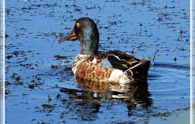 Canard souchet, Northern Shoveler (Anas clypeata) - La Couarde-sur-Mer - Ile de Re - 17