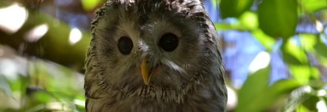 Ménagerie, le Zoo du Jardin des Plantes : Chouette de l'Oural et Chouette Lapone