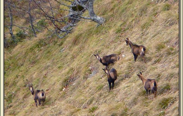 Faune des Pyrénées (Images de mon ancien blog, année 2009)