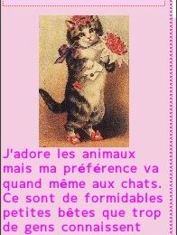 Les Chats , mes Amours