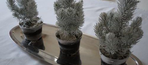 Un Noël naturellement blanc : le centre de table