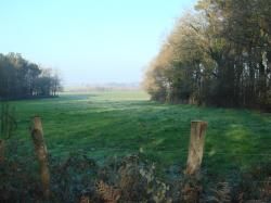 Elagage ou jeu de massacre ? 2013