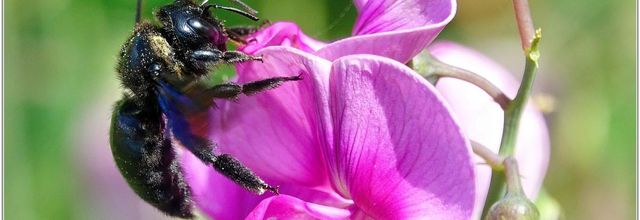 Xylocope Violet (2) - Abeille Charpentière / Xylocopa violacea