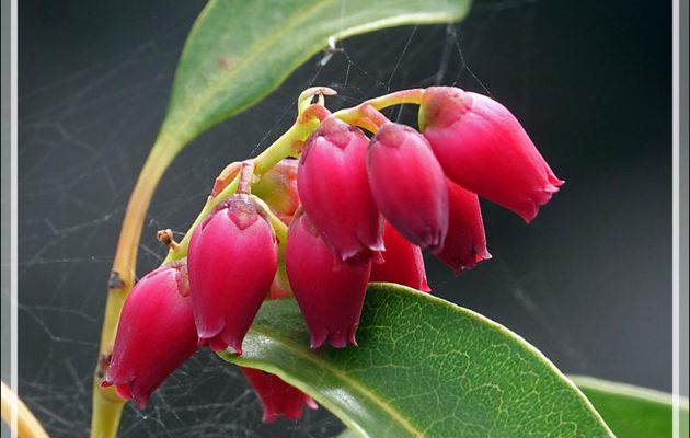 Agariste à feuilles de saule, Bois de rempart (Agarista salicifolia), pionnier de la colonisation des coulées de lave par les arbres - Saint-Philippe - Île de la Réunion