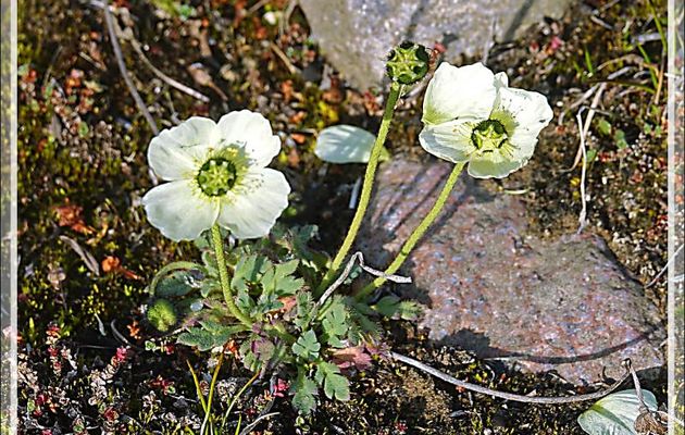 Pavot arctique forme blanche, White arctic poppy (Papaver radicatum) - Craig Harbour - Ellesmere Island - Nunavut - Canada