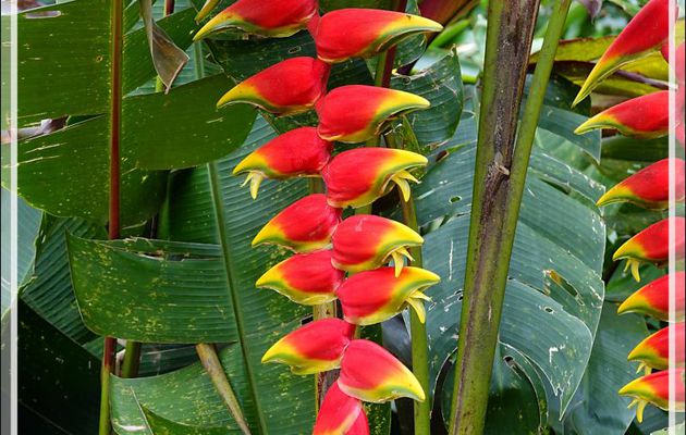 Héliconia pince de homard, Héliconia rostré (Heliconia rostrata) - Parque das Aves - Foz do Iguaçu - Brésil