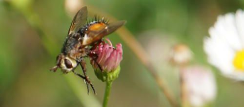 bzzz !