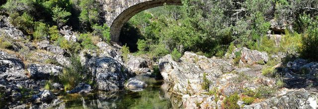 Forêt de Piriu - Corse