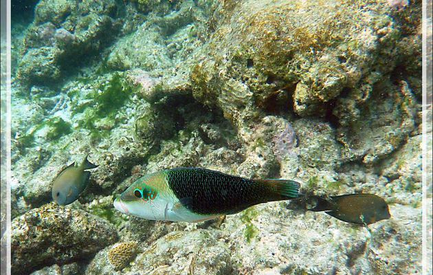 Tamarin vert, Labre bicolore, Blackeye thicklip, Half-and-half thicklip (Hemigymnus melapterus) - Moofushi - Atoll d'Ari - Maldives