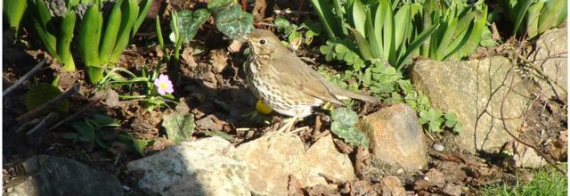 Grive musicienne du jardin - 2015