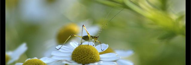 Dans la Camomille