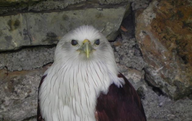 un Serpentaire des Célèbes au donjon des aigles