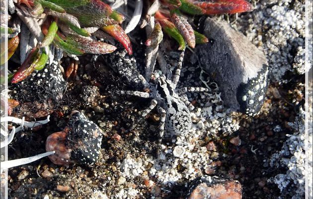 Lycose (Araignée-loup) et femelle avec ses œufs, Wolf spider and female with its eggs - Craig Harbour - Ellesmere Island - Nunavut - Canada