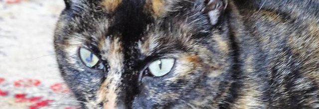 Dimanche c'est chat
