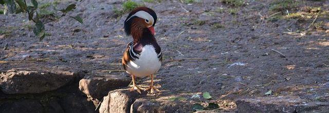 Ménagerie du Jardin des Plantes : Le Canard Mandarin