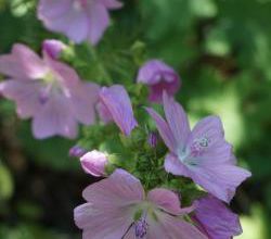 Malva moschata rosea