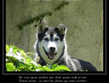 Husky