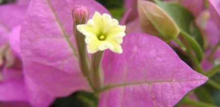 Les fleurs du jardin