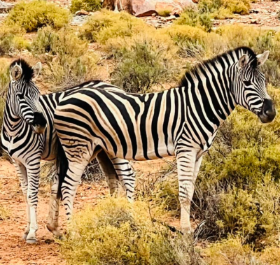 10 jours en Afrique du Sud