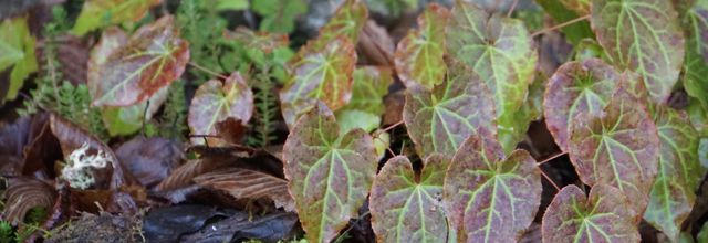 Epimedium