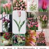 Bon Dimanche ! A une tulipe ...