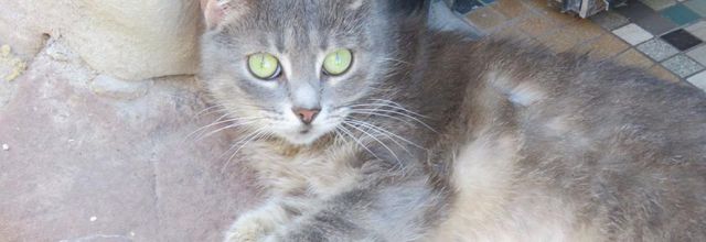 un minou à Saverne