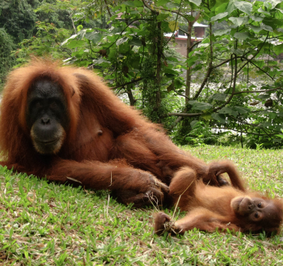 Voyage sur mesure en Indonésie