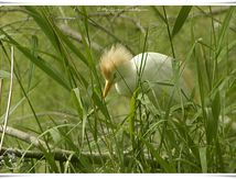 Héron garde-boeufs - Bubulcus ibis - Western Cattle Egret