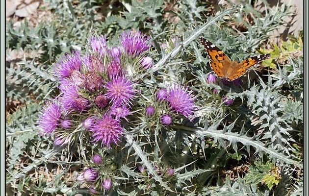 Chardon fausse carline (Carduus carlinoides) et sa Belle-Dame ou Vanesse du chardon (Vanessa cardui) - Comabona (2554 m) - Catalogne - Espagne