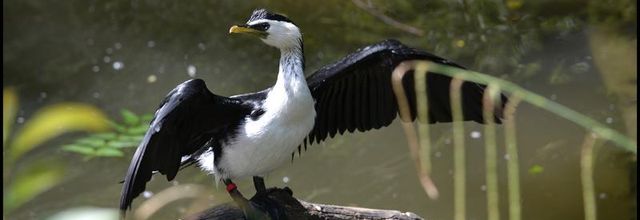 Ménagerie du Jardin des Plantes : Cormoran Pie