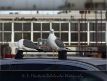 Goéland leucophée - Larus michahellis