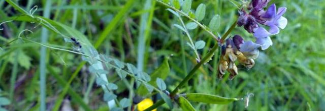 Vicia sepium  -  vesce des haies