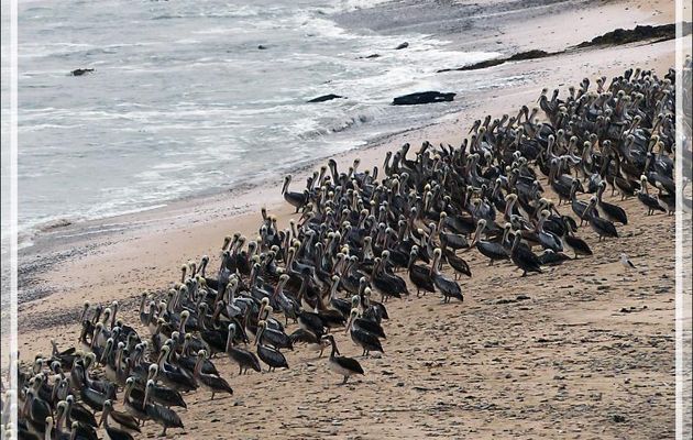 Vous avez dit "Pélicans" ??? - Réserve de Paracas - Pisco - Pérou