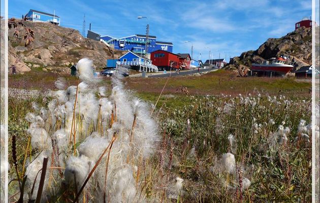 Linaigrettes et champigon - Sisimiut - Groenland