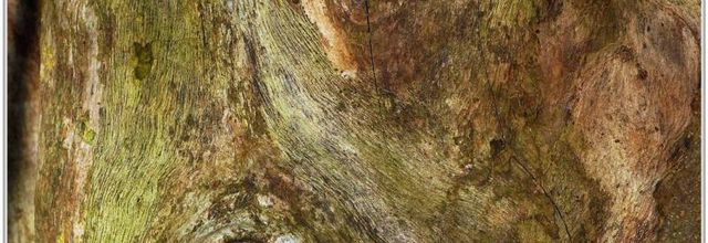 Arbre (2) - Ecorce