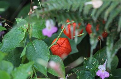Entre été et automne, le coeur du jardin balance