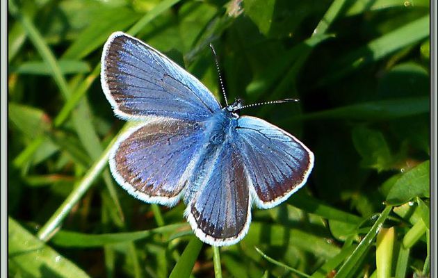 Papillon Argus bleu mâle recto et verso - Vallon d'Esquierry - Oô - 31
