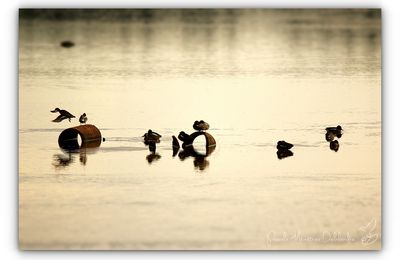 Cohabitation sur le lac...
