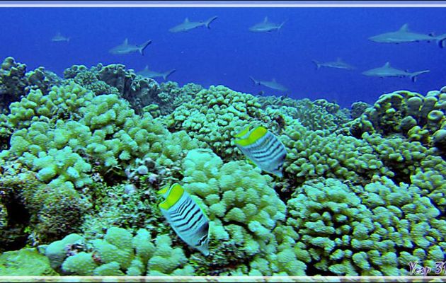 Poisson-papillon de Mertens, Atoll butterflyfish or Merten's butterflyfish (Chaetodon mertensii) - Passe Tumakohua (passe sud) - Atoll de Fakarava - Tuamotu - Polynésie française