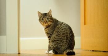 Comment faire revenir un chat à la maison 